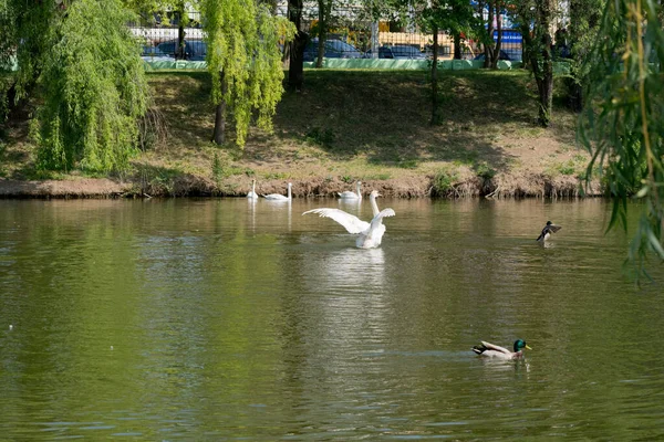 Dilsiz kuğu ve yaban ördeği kanatlarını açıp gölün sularında koşuyorlar. Avrupa kuşları