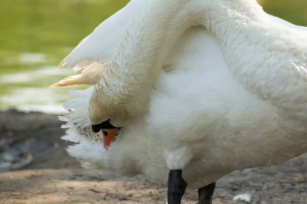 Mute Swan Cleaning Its Feathers Swan Pond Lake —  Fotos de Stock