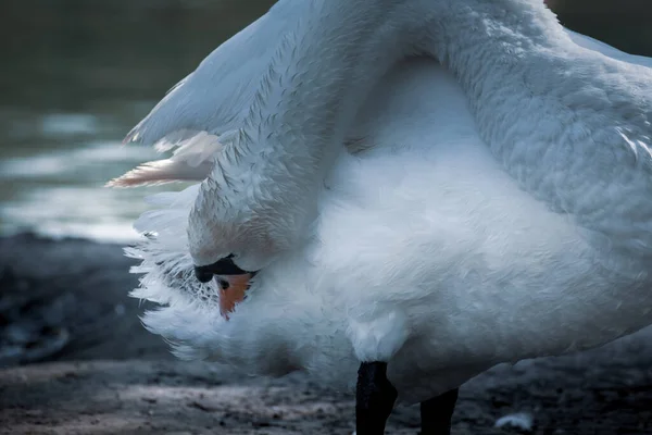 Cisne Mudo Limpando Suas Penas Cisne Lago Lagoa Edição Fotos — Fotografia de Stock