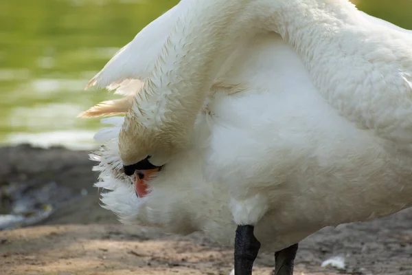 Mute Swan Cleaning Its Feathers Swan Pond Lake —  Fotos de Stock