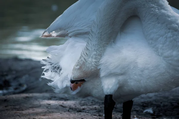 Mute Swan Cleaning Its Feathers Swan Pond Lake Artistic Photo — Photo