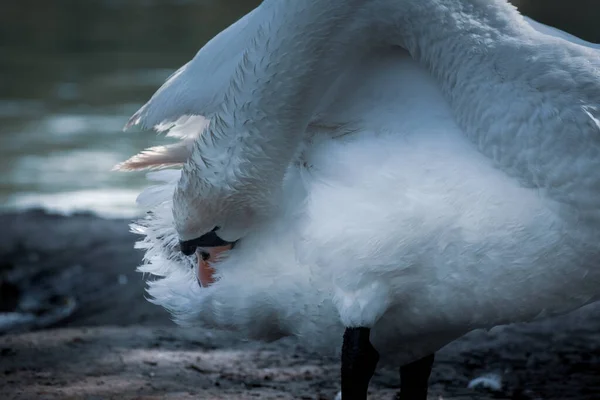 Dilsiz Kuğu Tüylerini Temizliyor Göl Kenarındaki Kuğu Mavi Tonda Sanatsal — Stok fotoğraf