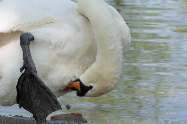 Mute Swan Cleans Its Plumage Lake Moldova —  Fotos de Stock