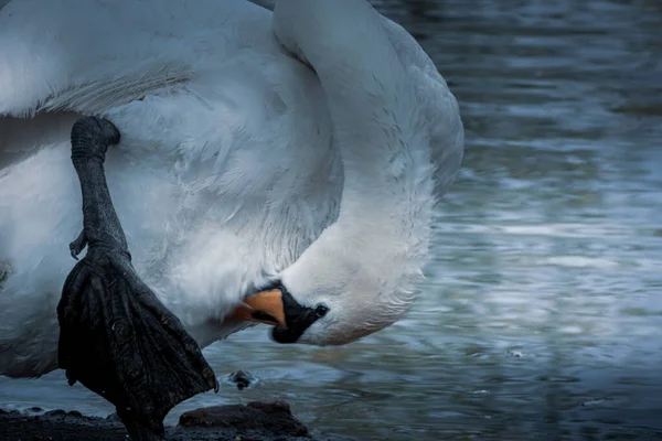 Mute Swan Cleans Its Plumage Lake Moldova Artistic Photo Editing — Stock fotografie