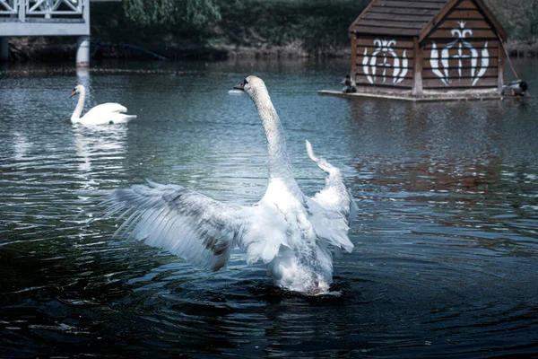 Cisne Mudo Batendo Asas Lago Dia Verão Maio Edição Fotos — Fotografia de Stock