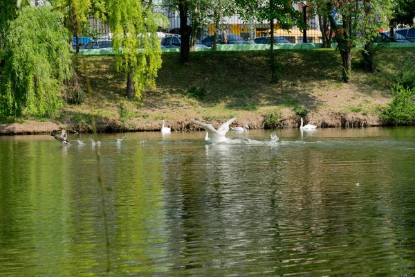 Dilsiz kuğu kanatlarını açtı ve yaban ördeğinden sonra gölün sularında koşmaya başladı. Avrupalı kuşlar, Moldova