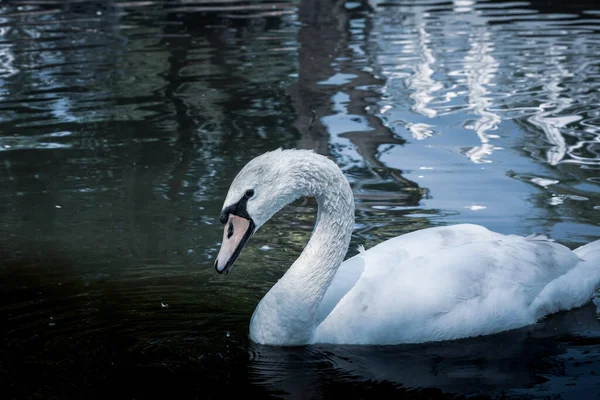 白鳥をミュート 湖で泳ぐ白鳥のミュートの高角度ビュー 青いトーンでの写真の芸術的処理 — ストック写真