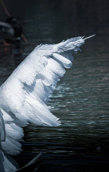 青いトーンで湖のクローズアップの背景にミュート白鳥の翼 — ストック写真