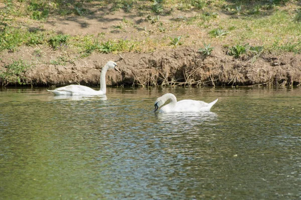 Cisnes Lago Verano Día Soleado Moldavia — Foto de Stock