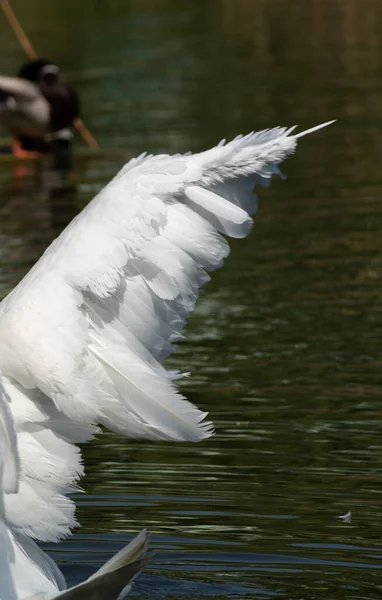 Wing Mute Swan Background Lake Close —  Fotos de Stock
