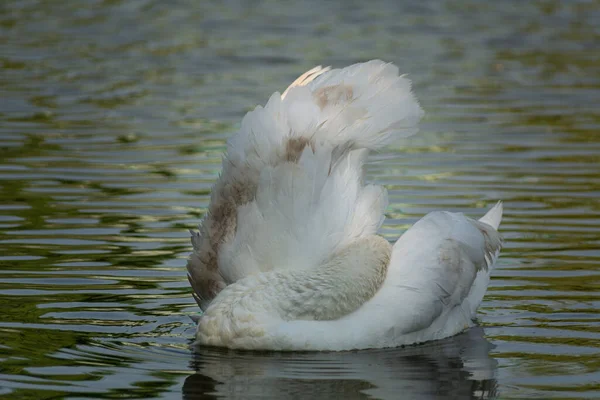 Young Mute Swan Cygnet Cleans Its Wings Swan Mute Bizarre — Stockfoto