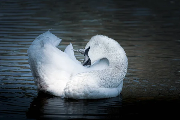 Young Mute Swan Cygnet Cleans Its Wings Swan Mute Bizarre — Zdjęcie stockowe
