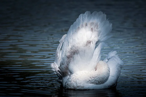 若いミュートスワンCygnetは その翼をきれいにします 白鳥は奇妙な形でミュートします 青トーンでの写真編集 — ストック写真