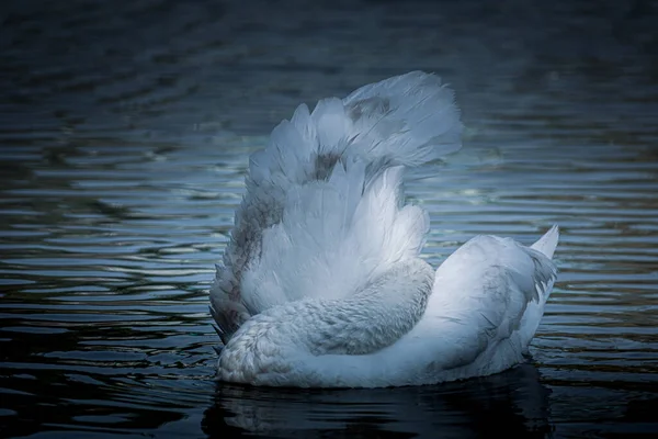 Young Mute Swan Cygnet Cleans Its Wings Swan Mute Bizarre — Zdjęcie stockowe