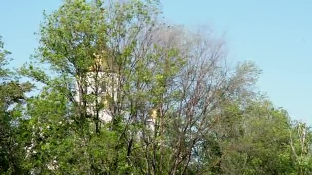 落葉樹の後ろにある正教会のドーム — ストック動画
