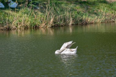Beyaz Kuğu su hareketi güneş doğayı parktaki kuğu gölüne yansıtır. Suda beyaz dilsiz kuğu