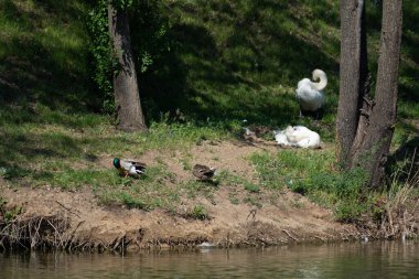Moldova 'daki park gölünün kıyısında ördek yaban ördeği erkek ve beyaz dilsiz kuğular.