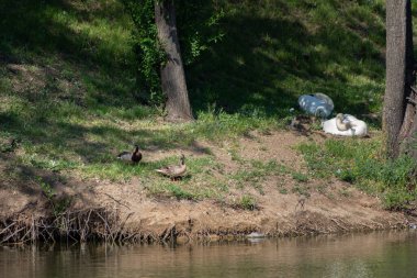 Erkek ve dişi yaban ördekleri gölün kıyısında sessiz kuğuların yanında