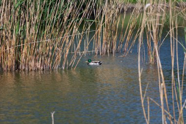 Mallard ördeği erkek sazlıkların arasında gölde yüzer.