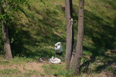 Kuğu bankası. Gölün kıyısında, ağaçların gölgesinde batan güneşin altın ışıklarındaki beyaz, dilsiz kuğular grubu.