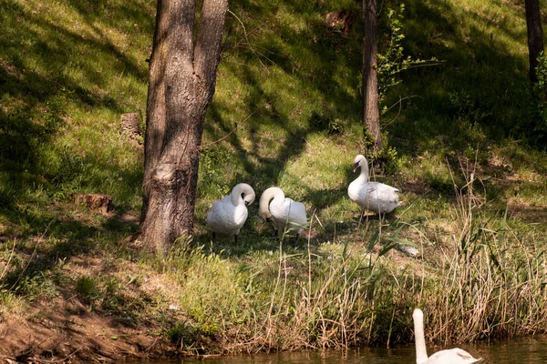 Grupo Cisnes Blancos Mudos Orilla Del Lago Sombra Los Árboles — Foto de Stock