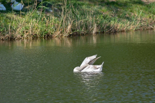 Beyaz Kuğu su hareketi güneş doğayı parktaki kuğu gölüne yansıtır. Suda beyaz dilsiz kuğu