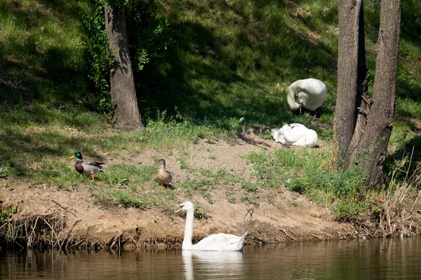 White Swan Water Movement Sun Reflection Nature Swan Lake Mallard — Stockfoto