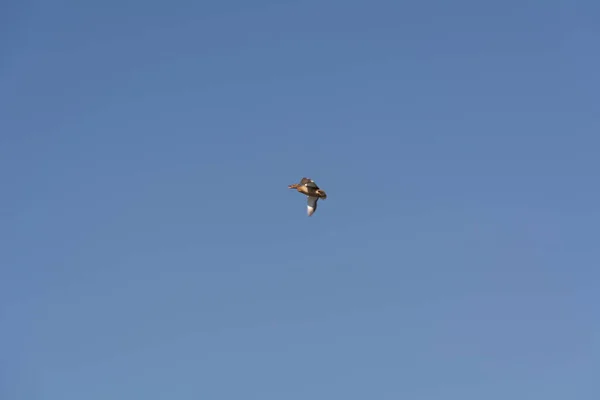 Female Mallard Duck Flight Blue Sky — Foto Stock