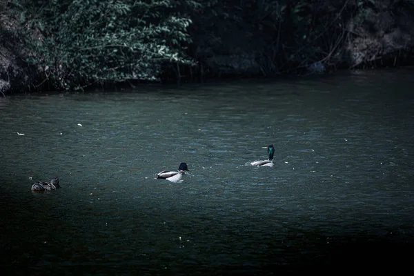雄と雌のマガモは湖で泳ぐ — ストック写真