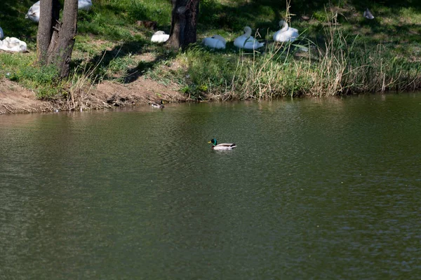 Stockenten Männchen Schwimmen Der Nähe Des Seeufers Park Höckerschwäne Ruhen — Stockfoto