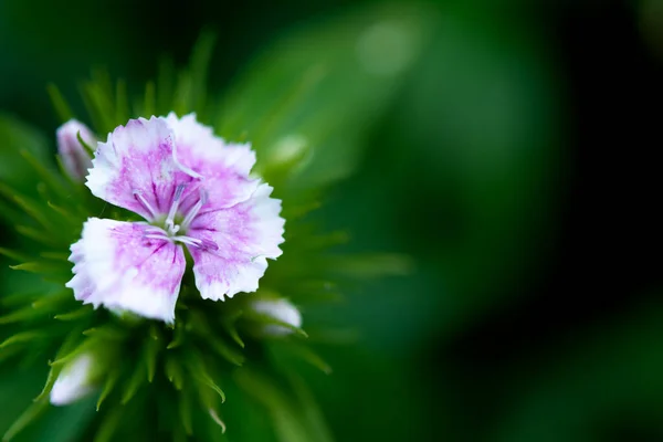 Dianthus Chinensis China Pink Flor Sobre Fondo Verde Naturaleza Flor —  Fotos de Stock