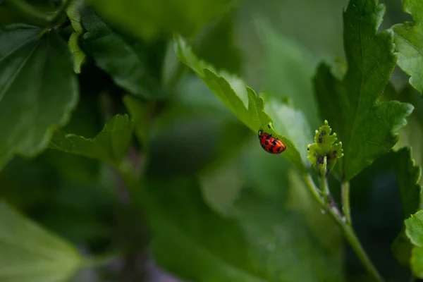 Mariquita Cerca Mariquita Hoja Verde Enfoque Selectivo Profundidad Campo Poco — Foto de Stock