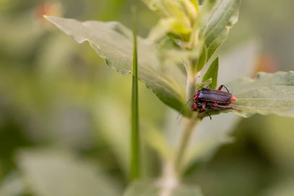 Escarabajos Soldados Cantharis Livida Apareamiento Licencia Flores — Foto de Stock