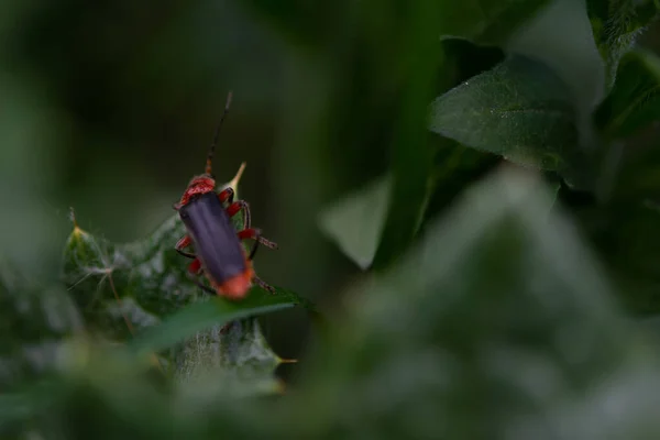 Besouros Soldados Cantharis Folhas Verdes Macrofotografia Foco Seletivo Profundidade Campo — Fotografia de Stock