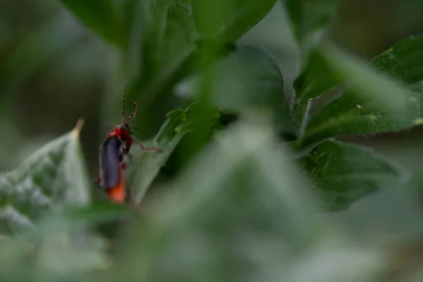 Besouros Soldados Cantharis Folhas Verdes Macrofotografia Foco Seletivo Profundidade Campo — Fotografia de Stock