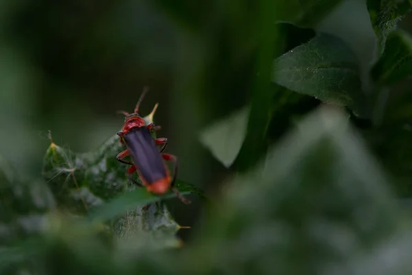 Żołnierskie Chrząszcze Cantharis Zielonych Liściach Makro Fotografia Ostrość Selektywna Płytka — Zdjęcie stockowe