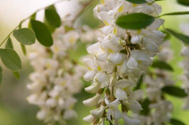 Beyaz akasya çiçeği ağacı. Robinia psödoacia çiçekleri bahar günü. Akasya çiçeği seçici odak, sığ alan derinliği, f2.8