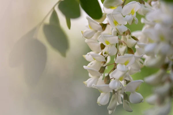 White acacia flower tree. Robinia pseudoacacia flowers on the spring day. Acacia flower selective focus, shallow depth of field, f2.8
