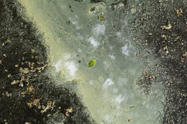 雨后在地上的水坑里的花粉 — 图库照片