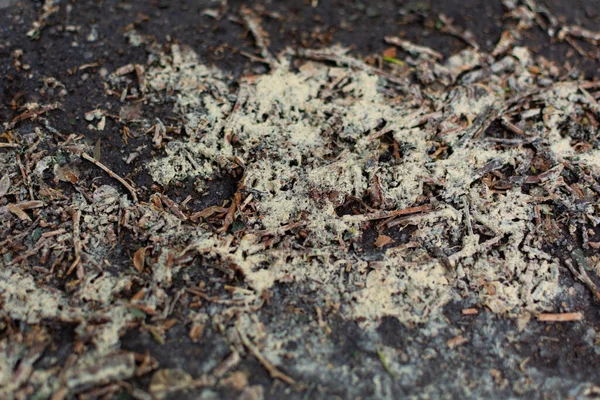 Pollensediment Einer Pfütze Nach Regen Makrofotografie — Stockfoto