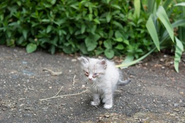 Kedi gözü hastalığı. Göz hastalığı olan küçük gri ve beyaz kedi yavrusu. Kedi yavrusu yeşil çimlerin arasında yerde oturuyor.