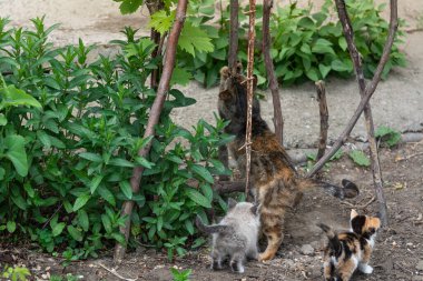 Kedi gözü hastalığı. Küçük kedileri olan sokak kedisi.