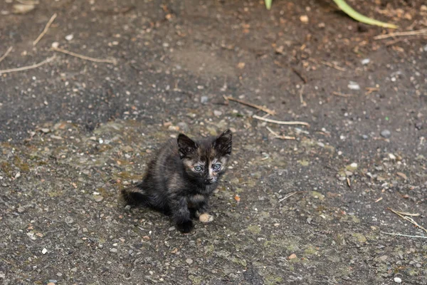 Kitten eye disease. Little multicolor kitten with eye disease. Kitten sits on the ground among the green grass