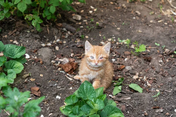 Kitten eye disease. Little red kitten with eye disease. Kitten sits on the ground among the green grass