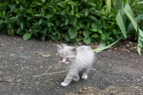 Kitten eye disease. Small gray and white kitten with eye disease. Kitten sits on the ground among the green grass