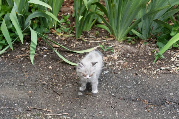 Kitten eye disease. Small gray and white kitten with eye disease. Kitten sits on the ground among the green grass