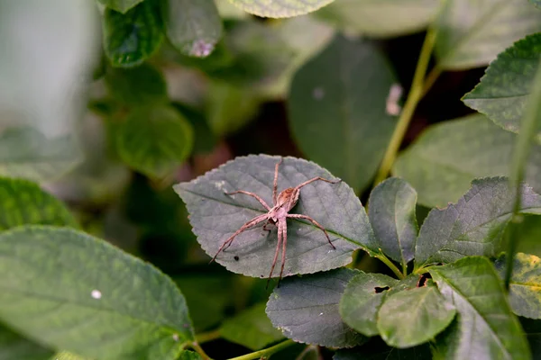 Φυτώριο Pisaura Mirabilis Πράσινα Φύλλα Φυτώριο Web Spider Κάθεται Πράσινο — Φωτογραφία Αρχείου