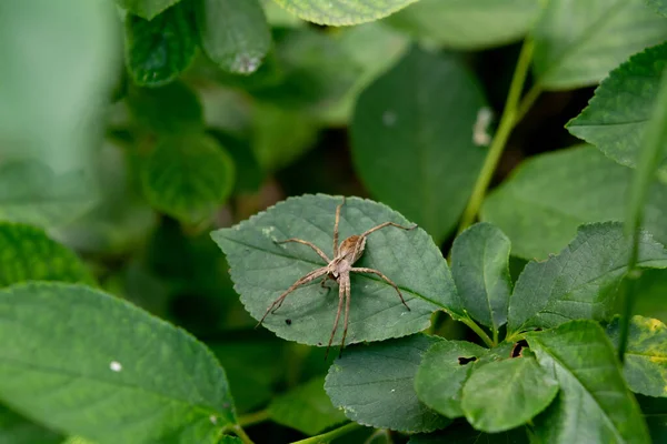 緑の葉の上に保育網 Pisaura Mirabilis 庭の緑の葉に座っている保育園のWebスパイダー 昆虫マクロ写真 — ストック写真