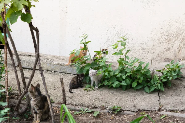 小さな子猫とストリート猫 4匹の子猫が芝生で遊び 母親の猫が近くに座っています 猫と子猫は眼疾患を持っています — ストック写真