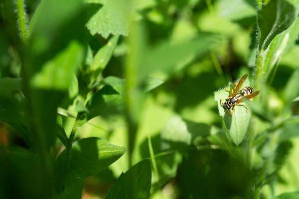Fatta Dig Gräset Wasp Närbild Grön Gräsbevuxen Bakgrund Solig Vårdag — Stockfoto